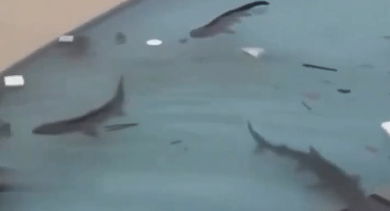 103025-tiburones-en-piscinas